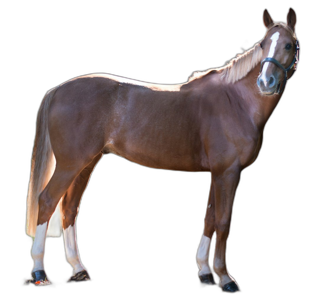 Realistic brown horse with a white mane and legs, standing full body on a black background, in the photorealistic style, as an isolated object, with no shadows, no light, no reflections, and no shadow or reflection effects. There are also no background elements or other objects present.  Transparent Background