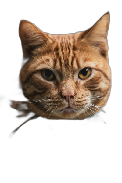 frontal portrait photo of an orange cat, isolated on black background, professional photography, quirky  Transparent Background