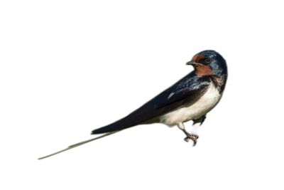 Photorealistic full body shot of barn swallow against black background, head turned to the side  Transparent Background