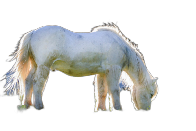 White horse grazing on a black background, isolated, in the style of high resolution photography  Transparent Background