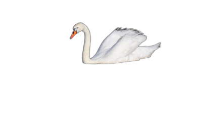 Photo of a swan swimming on a black background, with a solid color clean background, natural light, high resolution photography, with insanely detailed, fine details, isolated object, stock photo. The photo is in the style of a swan swimming on a black background, with a solid color clean background, natural light, high resolution photography, with insanely detailed, fine details, isolated object, stock photo.  Transparent Background