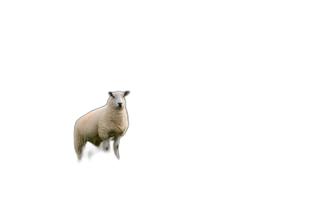 A single sheep standing in the middle of black background, full body shot, minimalist style, simple and clean, with high contrast between light and dark, portrait photography, soft lighting, natural colors, high resolution, suitable for stock photo  Transparent Background