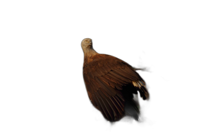 A eagle with spread wings in the dark, wildlife photography, professional color grading, soft shadows, minimal contrast, clean sharp focus, black background.  Transparent Background