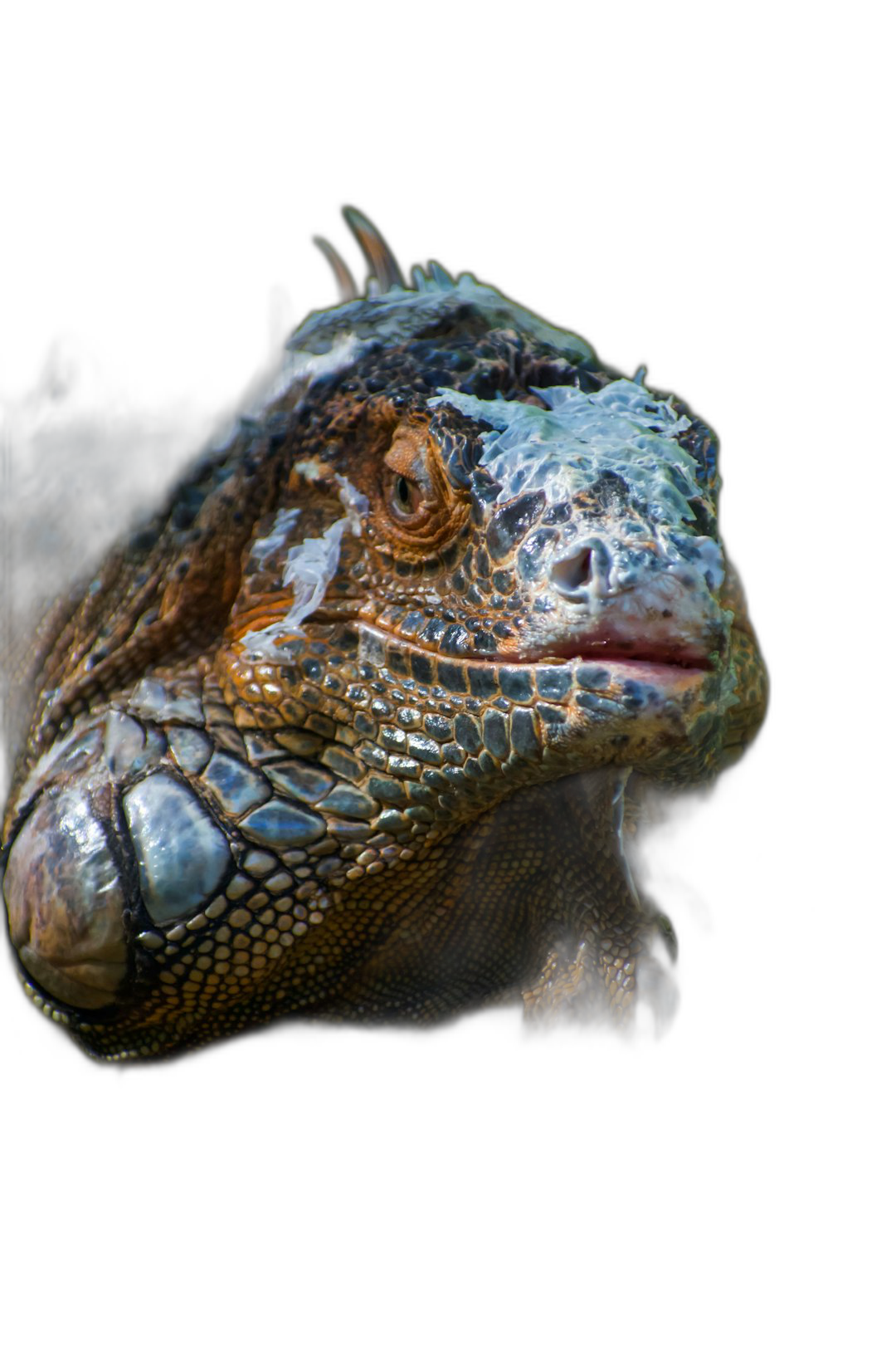 A iguana head on a black background, photo realistic, hyper detailed, close up portrait, professional photography, natural light, high quality digital photography, stock photo. The portrait is in the style of a hyper detailed, close up style.  Transparent Background