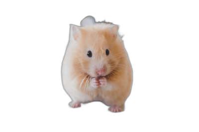 cute hamster on black background, full body shot, isolated, in the style of stock photography, white cute hamster looking at camera  Transparent Background