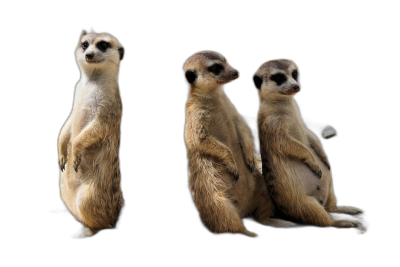 Three meerkats standing up, black background, photorealistic, studio photography, in the style of National Geographic photo  Transparent Background