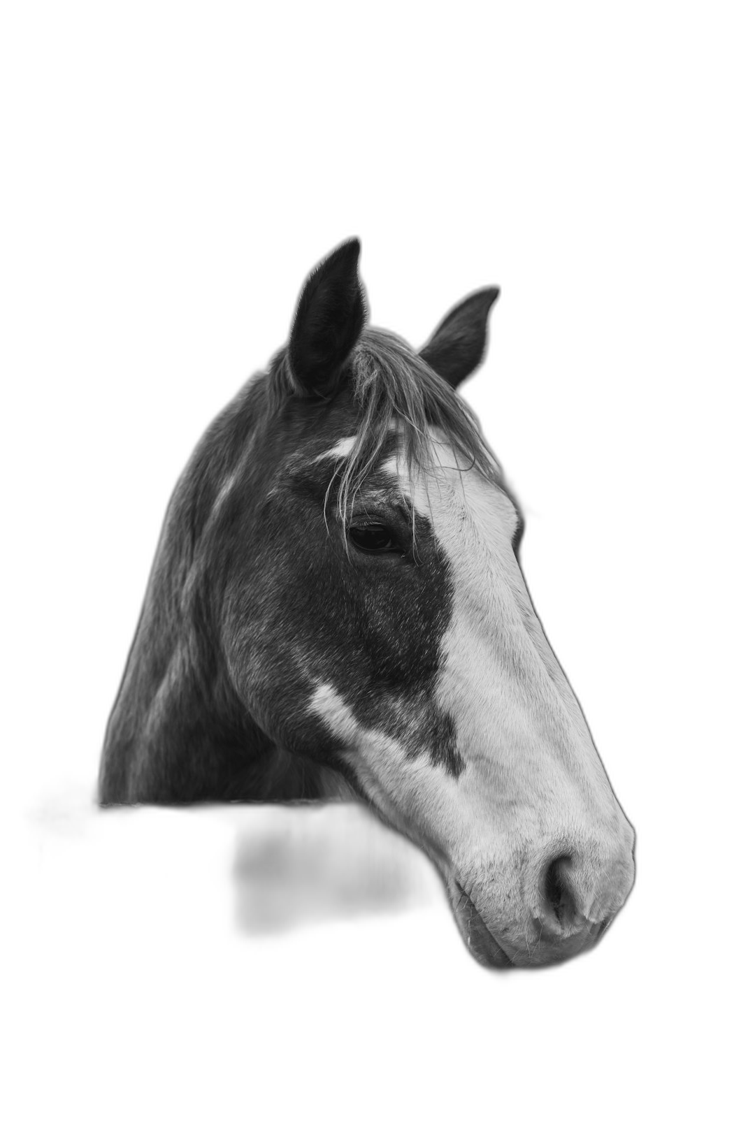 Portrait of an American Paint horse head in profile, isolated on black background, detailed monochrome drawing by M manager and R crumb, full body view with long shot and wideangle lens  Transparent Background