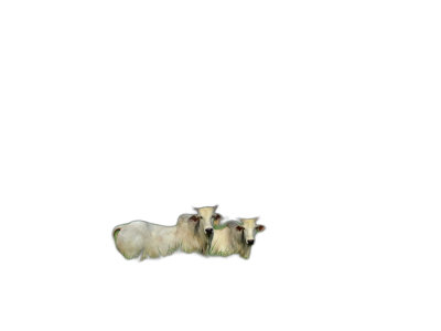 Three sheep floating in the air on a pure black background, in a minimalist and surreal style, with a closeup, low angle shot, in a cinematic style.  Transparent Background