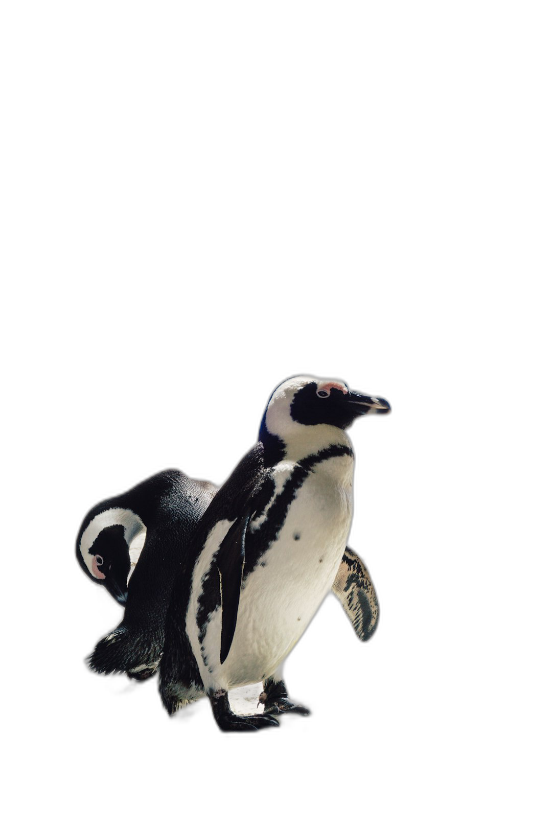 Beautiful photo of an African penguin on a black background, its full body isolated with clean edges, in the style of high resolution photography.  Transparent Background