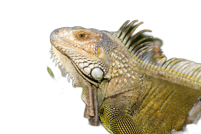 Closeup of an iguana's head and shoulders isolated on black background, detailed photo, professional photography, fulllength shot  Transparent Background