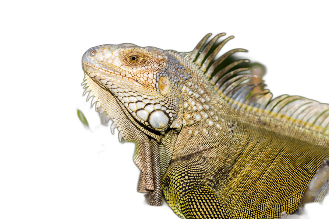 Closeup of an iguana’s head and shoulders isolated on black background, detailed photo, professional photography, fulllength shot  Transparent Background