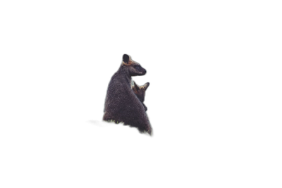 a single wallabie sitting on its back legs in the dark, black background, negative space around animal, silhouette of an object  Transparent Background