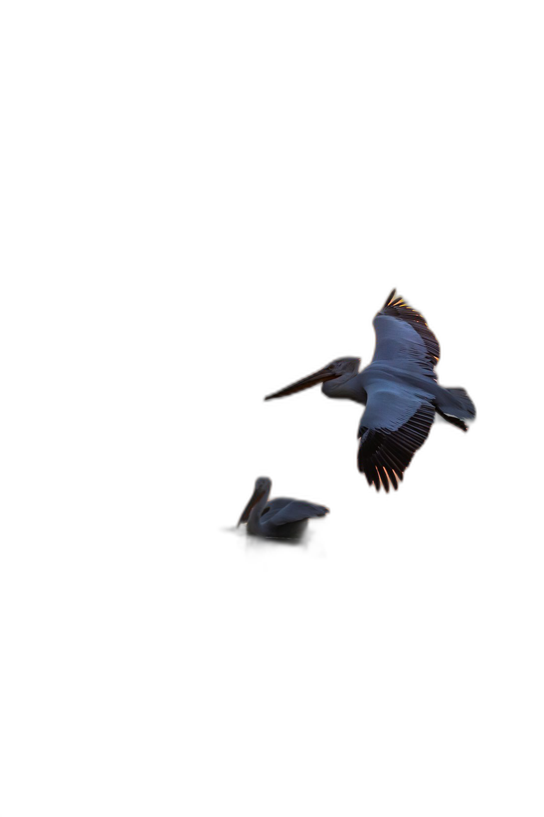 White and blue pelicans flying in the dark sky against a pure black background, in a minimalist style, captured through studio photography, resembling the award-winning photography style, similar to minimalist art, with high definition detail, resembling surrealism and realism styles, photographed using a telephoto lens for closeup shots with side lighting and soft light.  Transparent Background