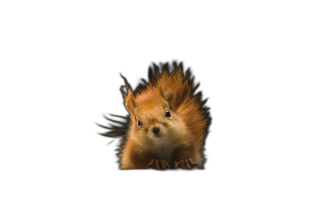 Cute little squirrel, solid black background, cute, small eyes, cute face, cute hair, cute body shape, fluffy fur, high definition photography, high resolution, high detail, cinematic shot, professional color grading, soft shadows and contrast, clean sharp focus, film grain  Transparent Background