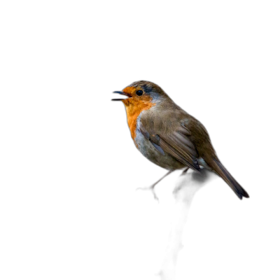 A photo of a European robin on a black background, with studio lighting, rim lighting, in the style of high resolution photography, with high details. Transparent Background