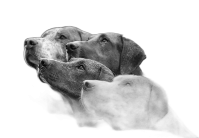 Three dogs, two brown labradors and one weimaraner, all looking up at the sky with their heads tilted to the left side of the frame. Black background. Studio photography in black and white. Shot on a Nikon Z9 camera using a Nikkor 85mm f/2 lens.  Transparent Background