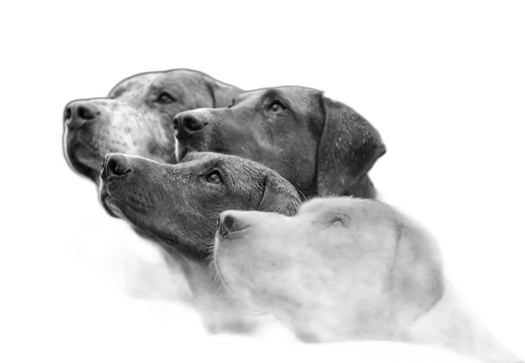 Three dogs, two brown labradors and one weimaraner, all looking up at the sky with their heads tilted to the left side of the frame. Black background. Studio photography in black and white. Shot on a Nikon Z9 camera using a Nikkor 85mm f/2 lens.  Transparent Background