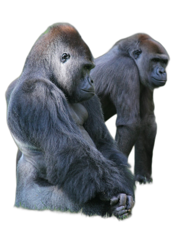 two gorillas sitting next to each other, one looking at the camera and another with his back turned on black background, realistic photo  Transparent Background