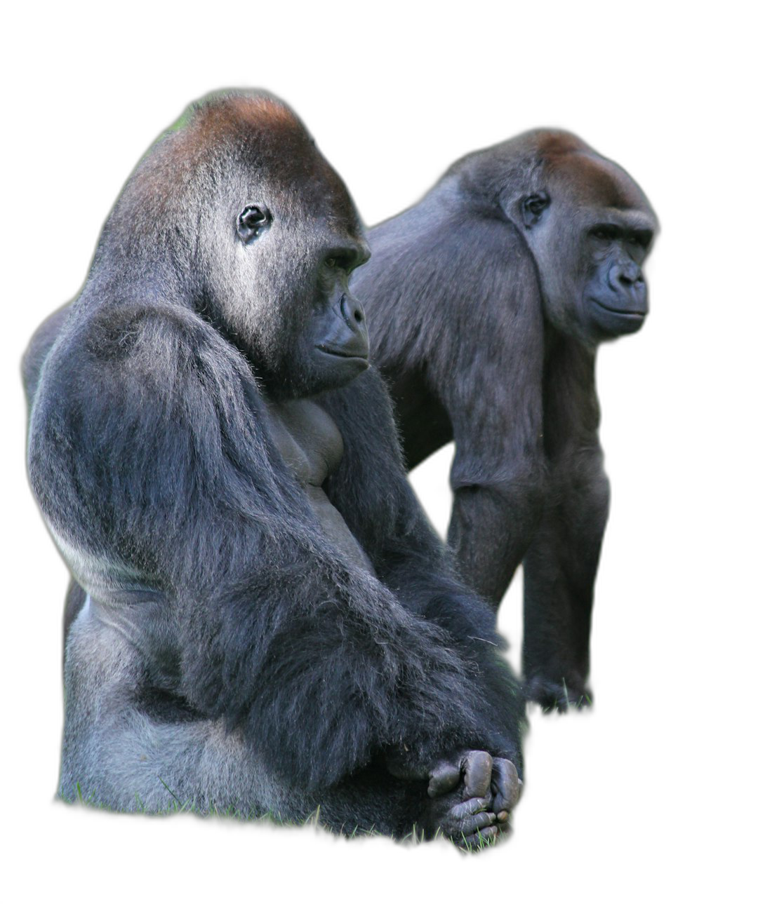 two gorillas sitting next to each other, one looking at the camera and another with his back turned on black background, realistic photo  Transparent Background