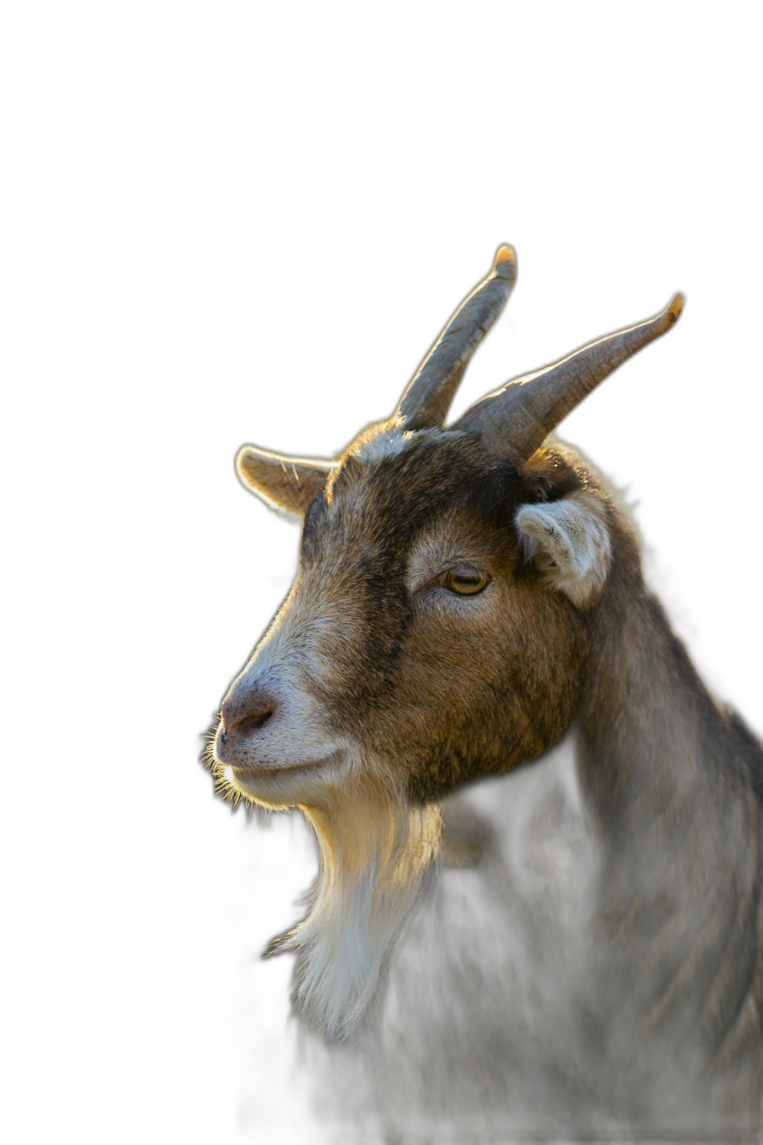 A goat portrait in the style of side view, dark background, isolated on black background, high resolution photography  Transparent Background