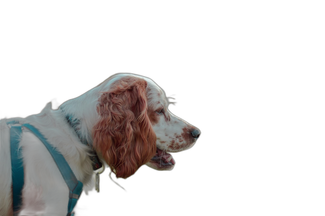 A white and red English spaniel with a blue collar in profile view from the side on a black background with soft lighting in the style of professional photography.  Transparent Background