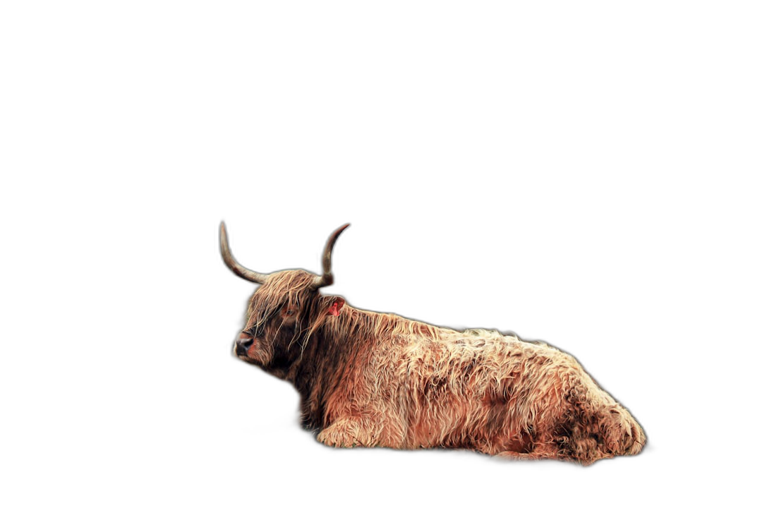 Side view of a highland cow laying down on a black background, isolated, in the photorealistic style, dark.  Transparent Background