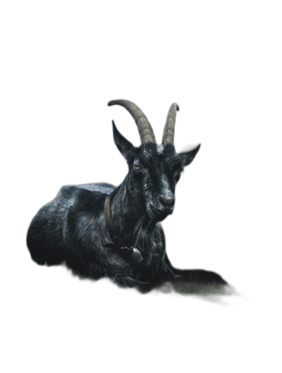 Black goat lying down, front view, black background, in the style of photography, fantasy world, hyperrealistic  Transparent Background