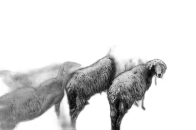 black and white photography of sheeps, dark background, cinematic light, hyper realistic  Transparent Background