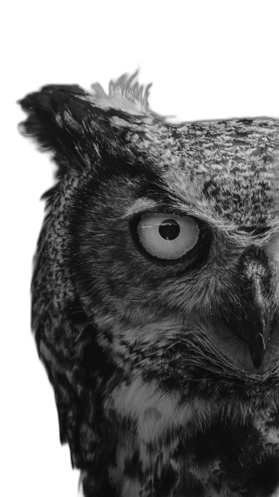 close up of an owl, black and white, high contrast, high resolution, cinematic, dark background  Transparent Background