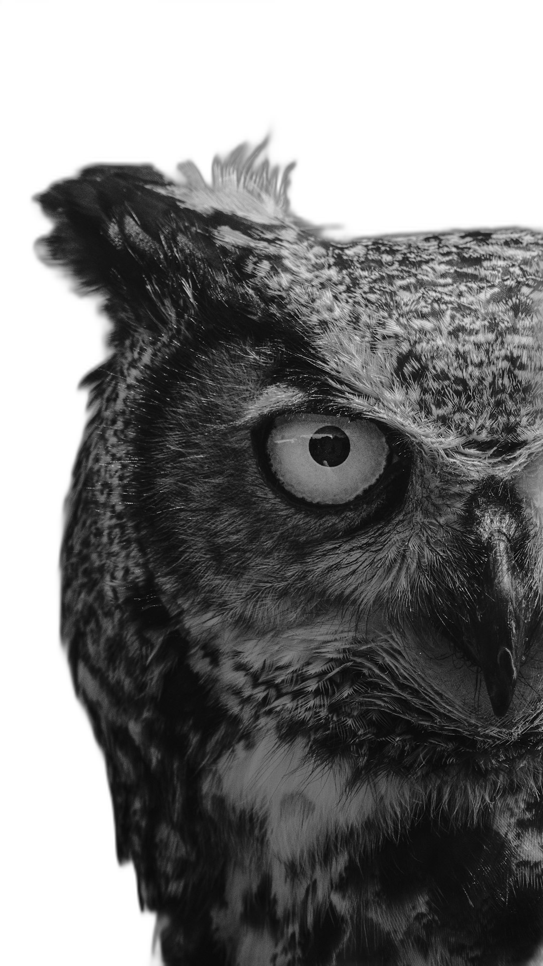 close up of an owl, black and white, high contrast, high resolution, cinematic, dark background  Transparent Background