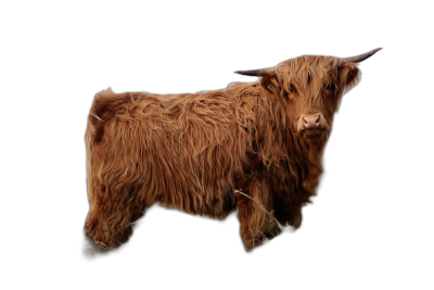 A cute baby Highland Cow standing, isolated on black background, full body, detailed photo, realistic fur and texture, high resolution photography  Transparent Background