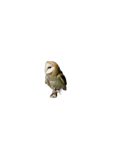 A tiny barn owl floating in the pitch black void, macro photography in low light.  Transparent Background