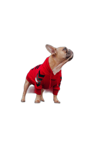 A cute French bulldog wearing a red hoodie with a black logo, on a solid background, in a full body shot, in the style of hyper realistic photography.  Transparent Background