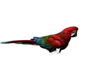 A red parrot with blue and green feathers, floating in the air on a black background in profile view with cinematic lighting, studio photography taken with a high resolution Hasselblad camera X4D in the style of photography.  Transparent Background