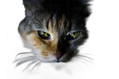 Close up of a cat's face against a dark background, with studio lighting, in the style of high resolution photography.  Transparent Background