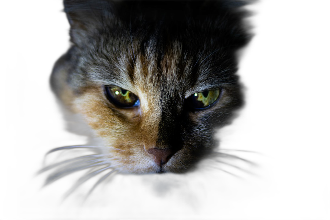 Close up of a cat’s face against a dark background, with studio lighting, in the style of high resolution photography.  Transparent Background