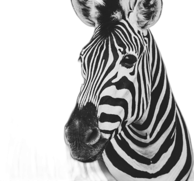 Black and white photography of a zebra headshot, highly detailed with a black background and high contrast in a minimalist style.  Transparent Background