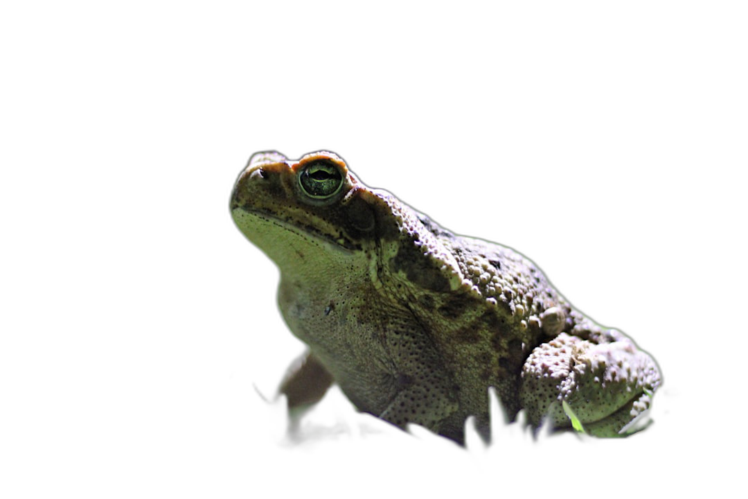 Photo of A green toad on black background, hd photography  Transparent Background