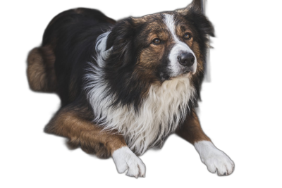 A full body photo of an Australian Shepherd dog, with white fur on its chest and legs, lying down against a black background. The shot is taken from the side, capturing it as if floating in midair, with one leg extended forward to display details such as claws or hair texture. This dynamic pose adds depth and visual interest to the portrait.  Transparent Background