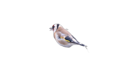 Photo of A goldfinch flying in the air on black background, full body shot  Transparent Background