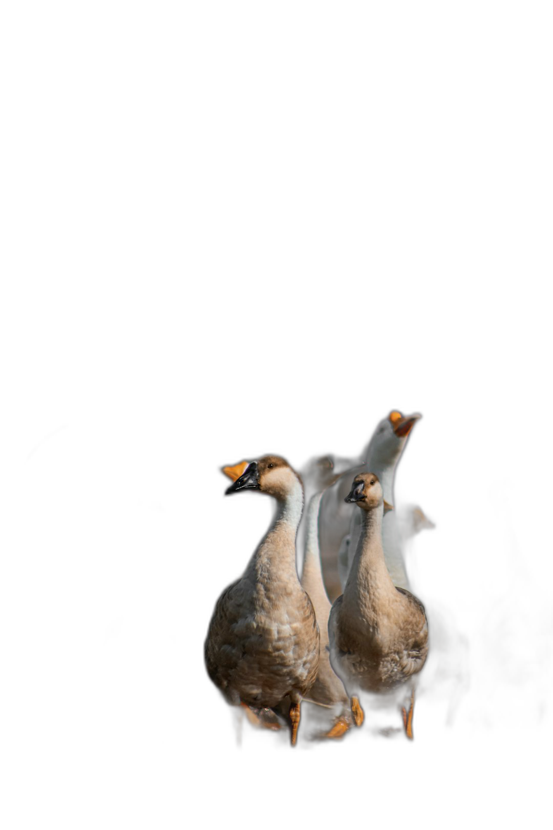 3 geese in the dark stand on their hind legs and look at each other with surprised faces. Soft light falls from above against a black background. The minimalist style and high resolution photography capture details with a soft focus and depth of field, in the style of a studio photo taken with a Canon EOS. Space is left for copy or text and logo placement.  Transparent Background