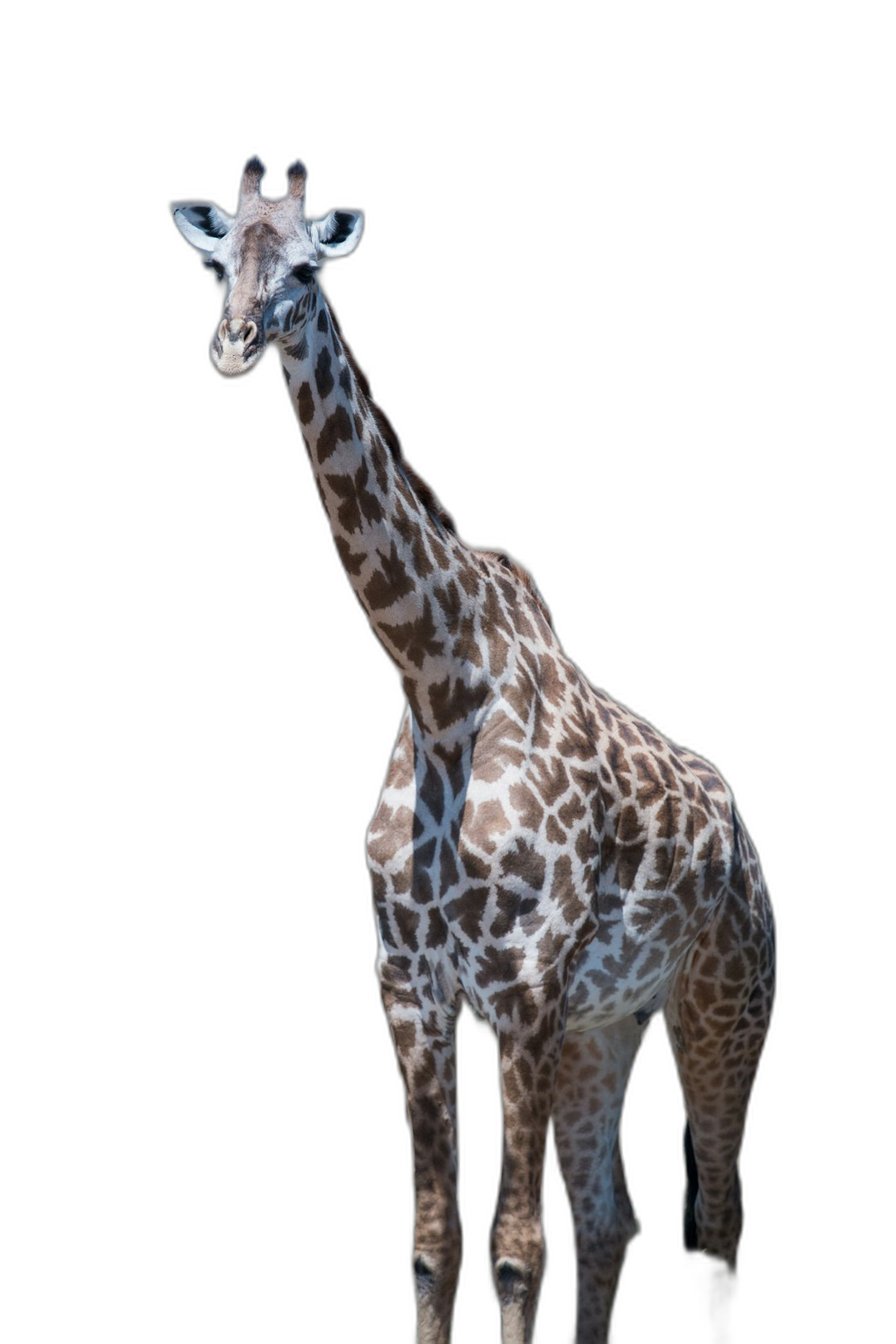 Giraffe standing, full body, isolated on black background, high resolution photography  Transparent Background