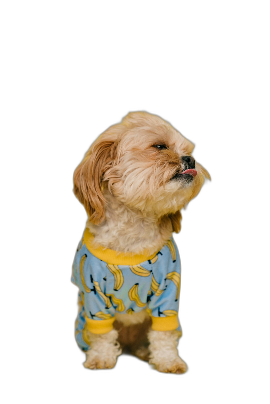 A full body shot of happy shih tzu wearing pajamas with yellow and blue pattern, tongue sticking out, black background, high quality photo  Transparent Background