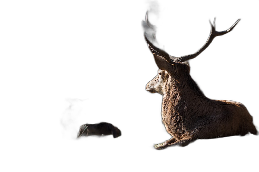 a red deer sitting in the dark, with his head raised and antlers shining in the light, silhouette photography, black background, photo taken from bottom to top  Transparent Background