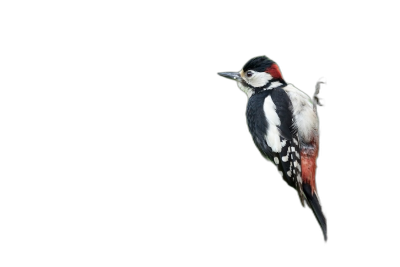 great spotted woodpecker on black background, photography, no shadows, full body in the style of no artist.  Transparent Background