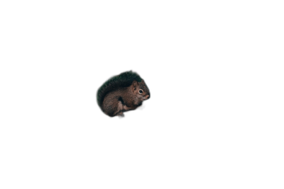 small squirrel floating in pitch black space, top down view, centered, minimalistic, cute, adorable, high resolution, high quality photography  Transparent Background