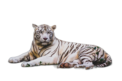 White tiger on a black background, photorealistic in the style of hyperrealism, full body, isolated in the middle of the photo, lying down, sharp focus, high resolution.  Transparent Background