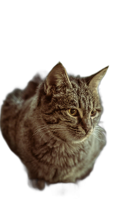 portrait of an old tabby cat, studio photography, black background, soft light, shallow depth of field, photorealistic, shot in the style of Canon EOS R5  Transparent Background