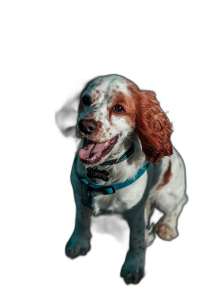 Photorealistic portrait of a happy white and brown spaniel with a blue collar, sitting on a black background, taken from the front using a Canon EOS R6 Mark II camera with professional photography lighting in a studio shot using an 85mm prime lens at an f/2.0 aperture setting.  Transparent Background