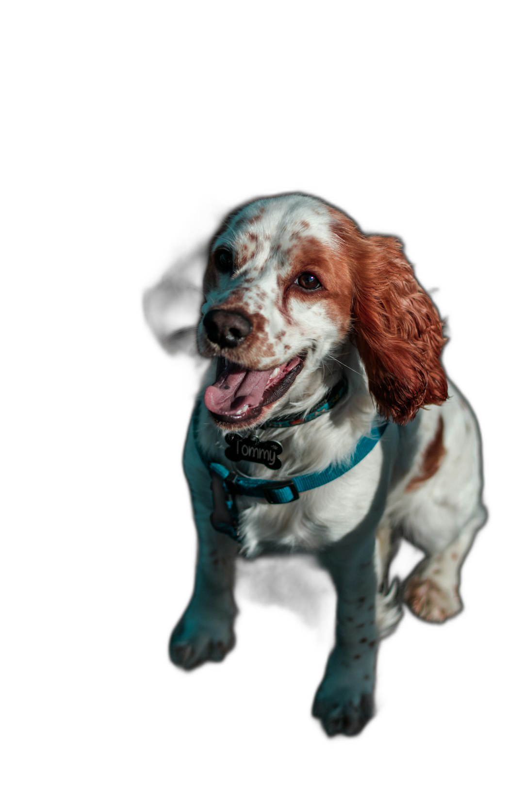 Photorealistic portrait of a happy white and brown spaniel with a blue collar, sitting on a black background, taken from the front using a Canon EOS R6 Mark II camera with professional photography lighting in a studio shot using an 85mm prime lens at an f/2.0 aperture setting.  Transparent Background